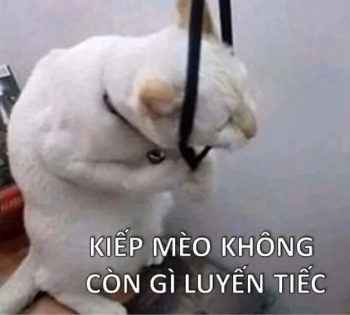 Meme mèo xin lỗi với biểu cảm dễ thương khiến ai cũng phải tha thứ.