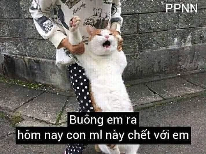 Mèo Tết meme tạo không khí vui tươi, hứng khởi cho dịp lễ.