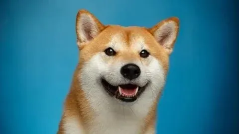 Meme shiba inu coin đang là trào lưu hot trên mạng xã hội.