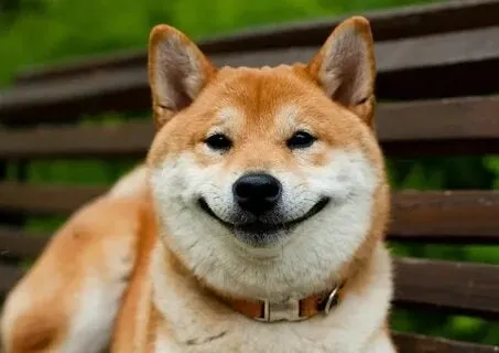 Chú chó shiba cơ bắp đang gây sốt trên mạng xã hội!