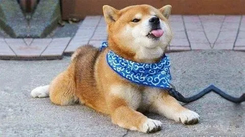 Meme chó shiba với những biểu cảm hài hước không thể bỏ lỡ!