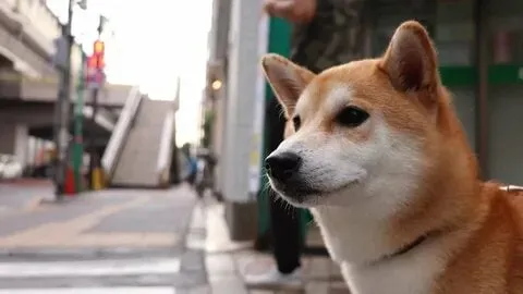 Chú chó shiba tạo nên những meme khiến ai cũng phải cười!