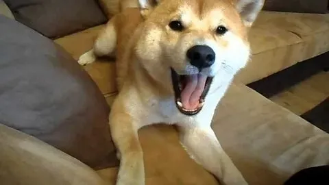 Meme chó shiba cười cực kỳ đáng yêu, khiến bạn không thể nhịn cười.