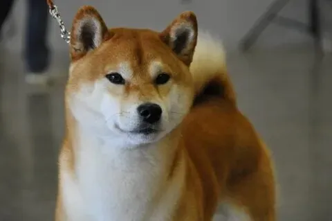 Những khoảnh khắc hài hước của chó shiba trên các meme viral.