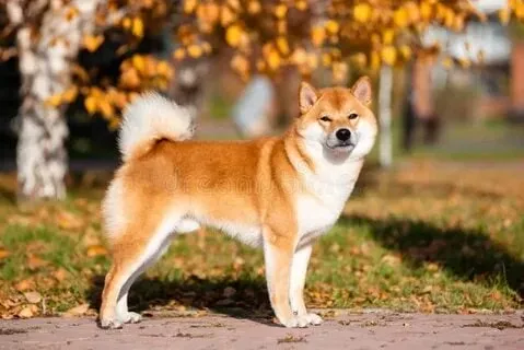 Meme chó shiba cười khiến người xem thích thú ngay lập tức!