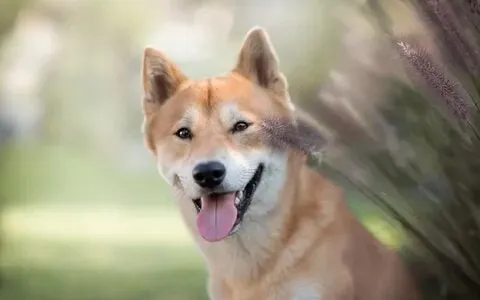 Chú chó shiba trong các meme hài hước cực cuốn hút.