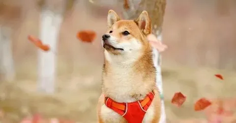 Meme chó shiba với nhiều biểu cảm hài hước cực kỳ thú vị!