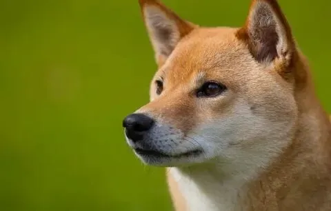 Meme chú chó shiba nổi bật với những biểu cảm ngộ nghĩnh.