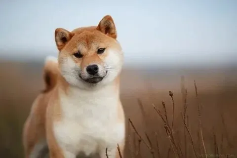 Cheems và shiba meme cực hot tại Việt Nam, đừng bỏ lỡ!