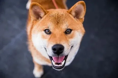 Chú chó shiba trong meme luôn mang đến những tiếng cười sảng khoái.