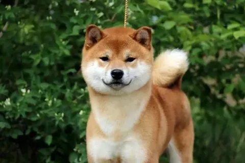 Biểu cảm mặt của chó shiba trong meme khiến ai cũng phải yêu thích.