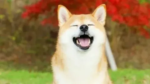 Meme chó shiba inu vô cùng dễ thương và ngộ nghĩnh.