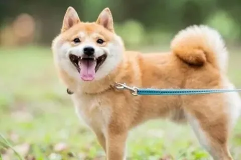 Meme chó shiba inu với những biểu cảm ngộ nghĩnh không thể bỏ qua.