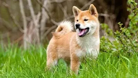 Meme chú chó shiba nổi bật với những biểu cảm ngộ nghĩnh.