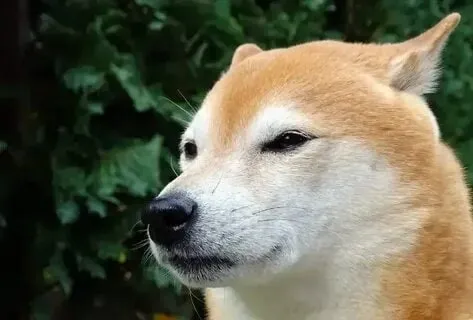 Chó shiba cầm gậy meme cực hài hước, không thể bỏ qua!