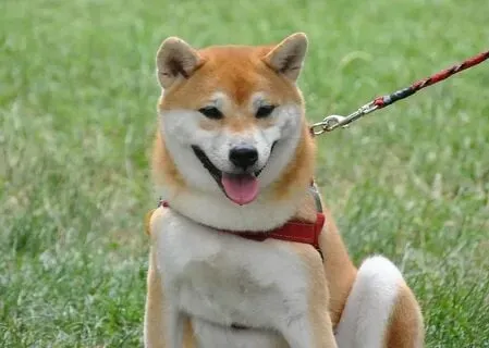 Meme chó shiba ngộ nghĩnh sẽ làm bạn không thể nhịn cười.