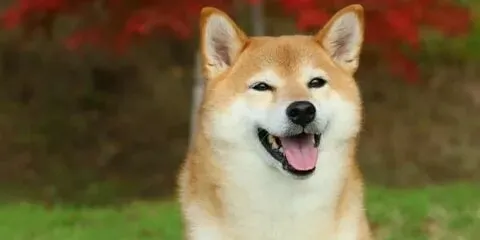 Meme chó shiba với những khoảnh khắc thú vị và hài hước.