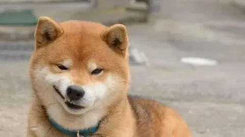 Meme shiba bonk nổi bật với biểu cảm hài hước, khiến ai cũng thích.