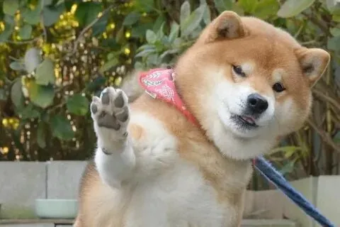 Doge shiba inu meme cực kỳ nổi tiếng trên các nền tảng mạng xã hội.