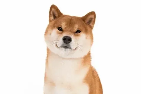 Shiba meme với những khoảnh khắc vui nhộn của chú chó shiba.