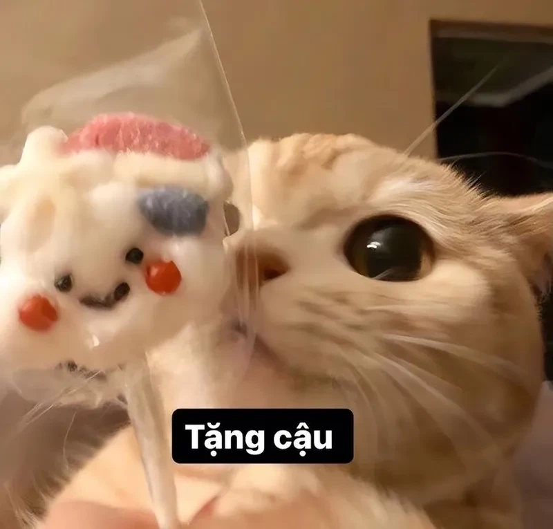 Meme mèo tặng bông hồng, hình ảnh ngọt ngào gửi tặng yêu thương.