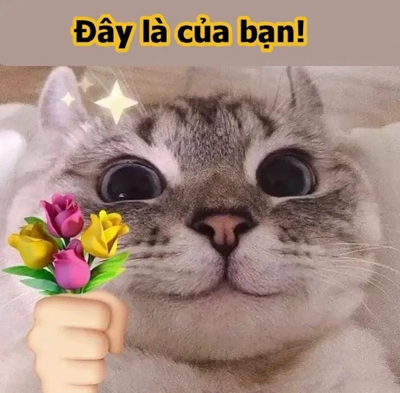 Tặng hoa hồng meme mèo cute, quà tặng siêu dễ thương và đáng yêu.