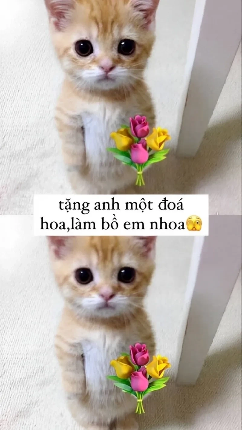 Meme tặng hoa cute, món quà dễ thương và đầy tình yêu.