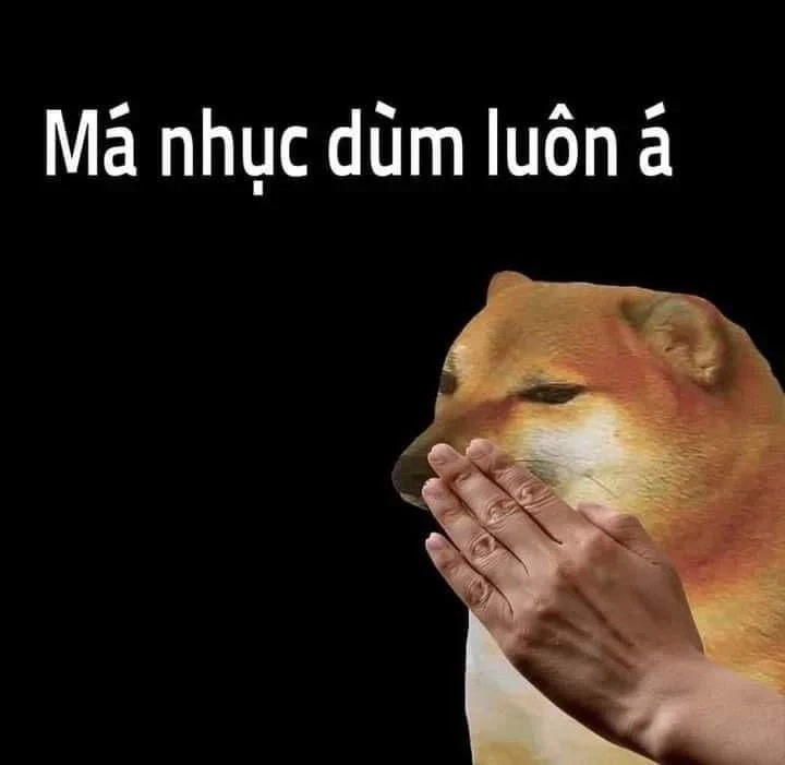 Meme doge Việt Nam cực kỳ dễ thương, làm nổi bật biểu cảm 