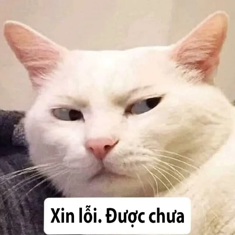 Ảnh meme xin lỗi ny dễ thương, giúp bạn xin lỗi hiệu quả