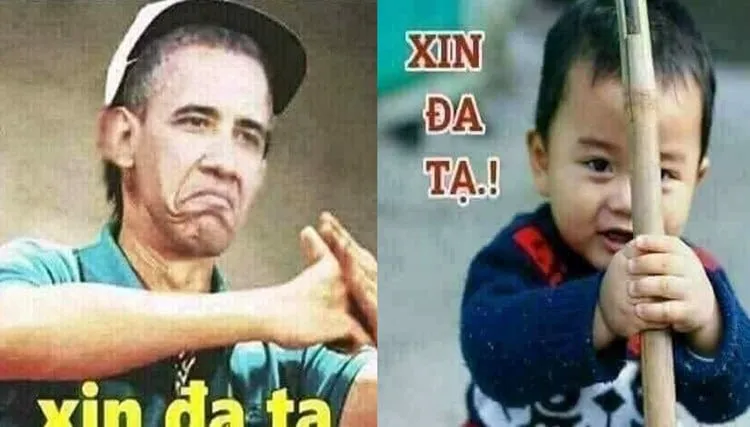 Meme mèo cute xin lỗi làm tan chảy mọi trái tim