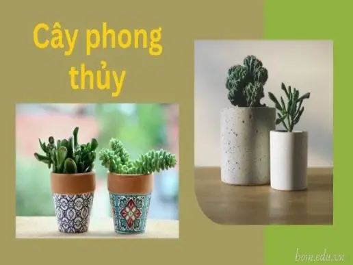 Top cây phong thủy hút tài lộc và may mắn cho gia đình bạn