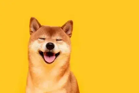 Shiba meme hài hước nổi bật trên mạng xã hội