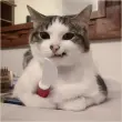Ngắm nhìn ảnh meme động vật khiến bạn yêu đời hơn