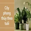 Cây phong thủy theo tuổi - Bí quyết thu hút tài lộc mạnh mẽ