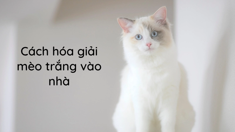 Cách hóa giải mèo trắng vào nhà