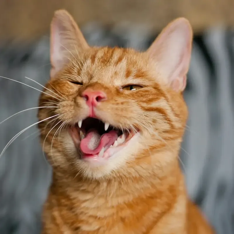 Cười không ngừng với bộ sưu tập meme mèo siêu hài