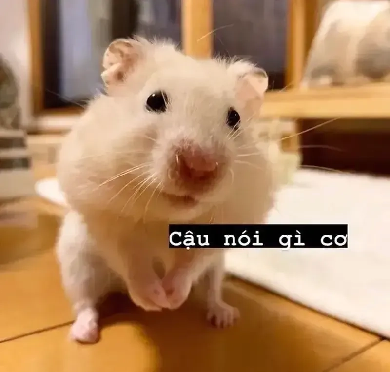 Chuột hamster hài hước trong các meme chuột hamster siêu cute
