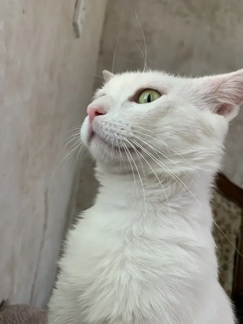 Bộ ảnh meme mèo bựa khiến bạn bật cười cả ngày
