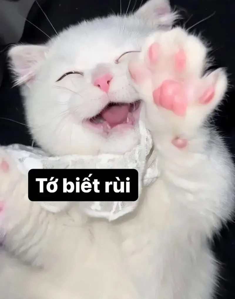 Xem ngay những meme mèo cute dễ thương nhất mọi thời đại