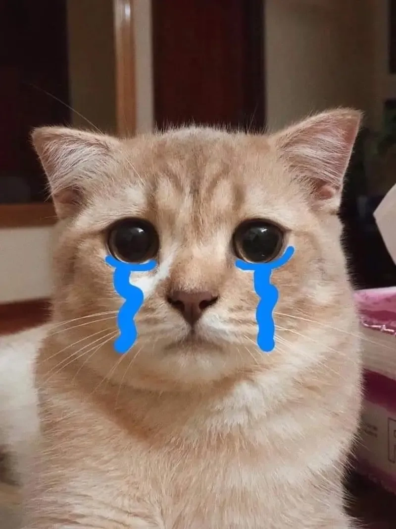 Khóc cười cùng loạt meme mèo khóc đầy cảm xúc