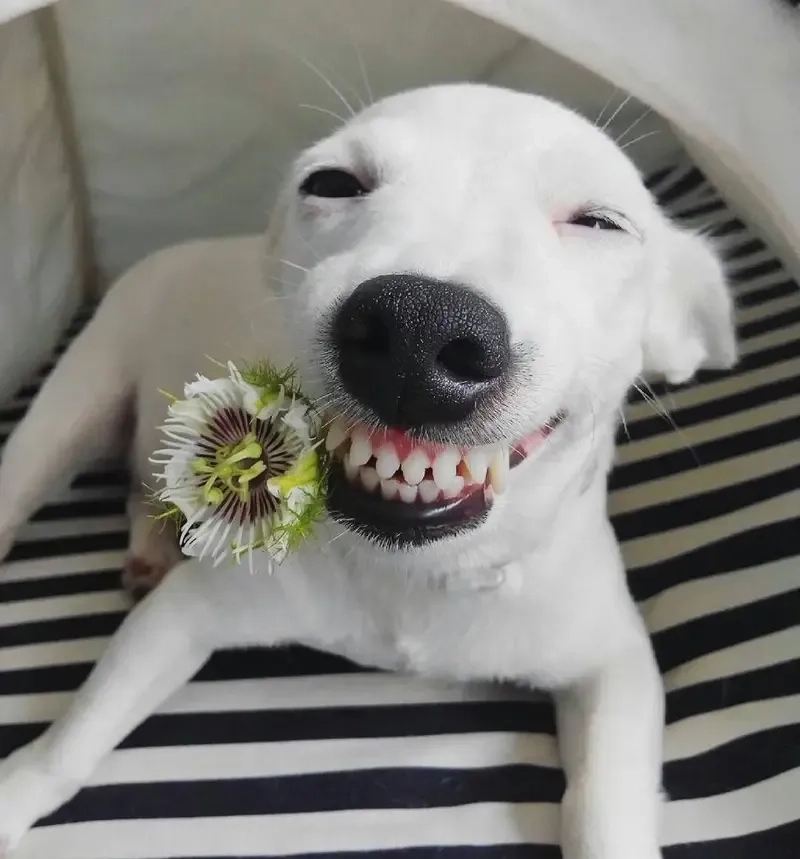Không thể bỏ lỡ các meme chó đáng yêu và vui nhộn