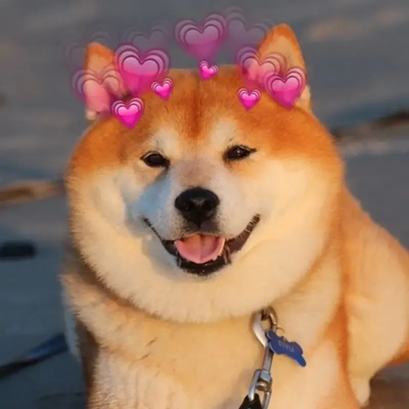 Shiba nổi tiếng trong các meme chó shiba (cheems) viral