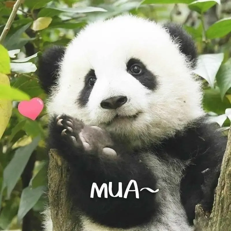 Meme gấu trúc cũng làm meme cực chất không thể tin được