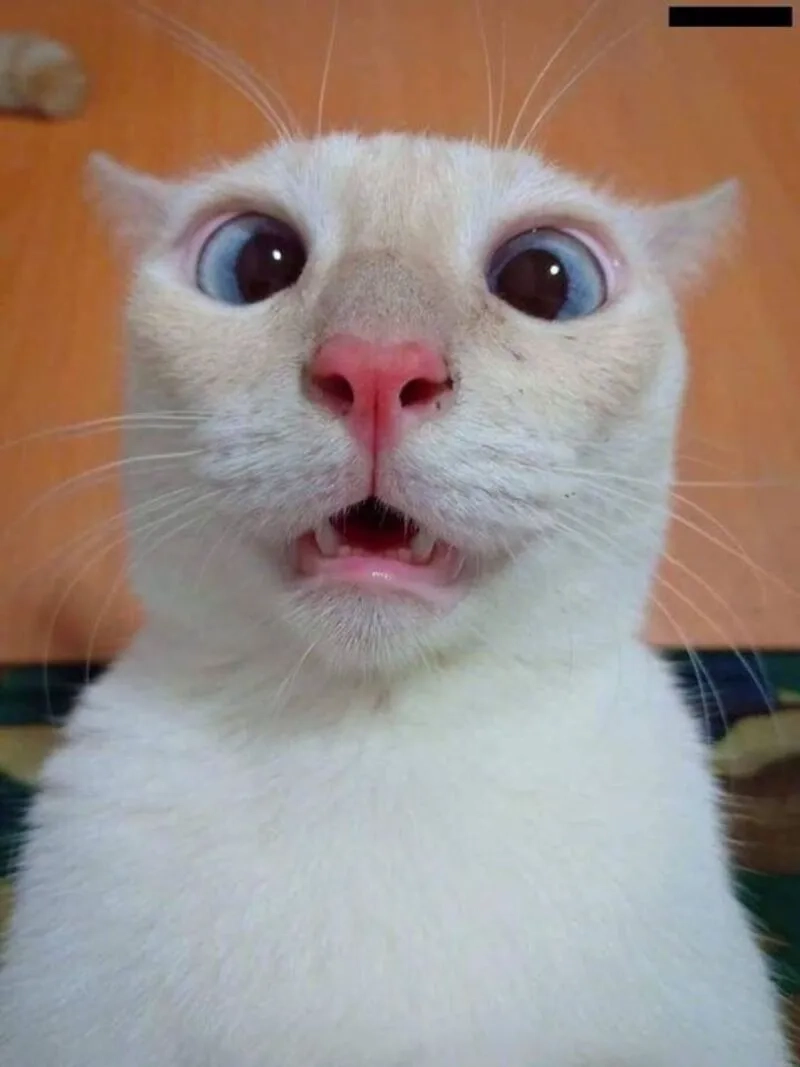 Meme mang cảm giác meme bất ngờ khiến bạn không thể rời mắt