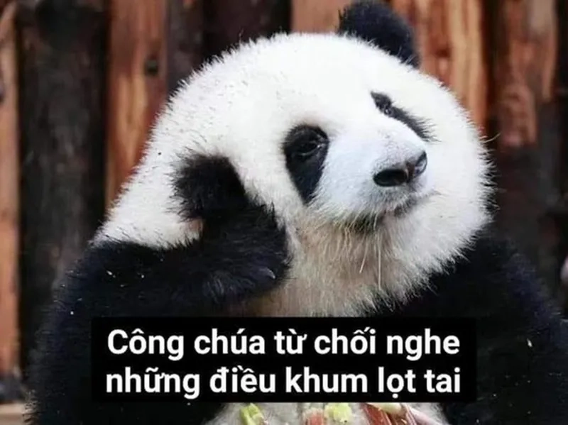 Nét biểu cảm cực duyên từ meme gấu trúc wechat