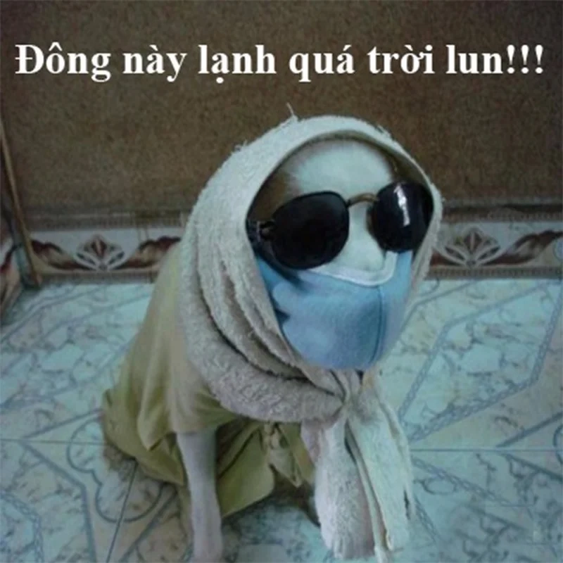 Đắm chìm trong không khí meme trời lạnh co ro dễ thương