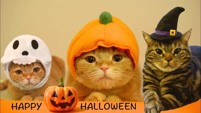 Halloween vui nhộn hơn cùng meme Halloween độc đáo