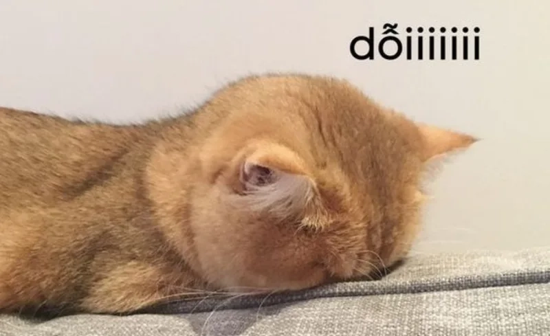 Chia sẻ ngay những khoảnh khắc đáng yêu của meme khi boss dỗi