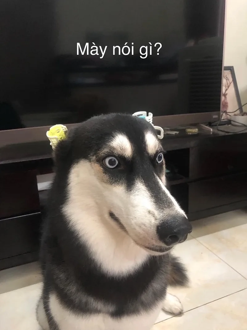 Những pha hài hước cùng meme chó ngáo husky cực chất