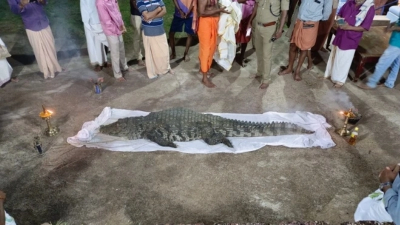 Mơ thấy cá sấu chết